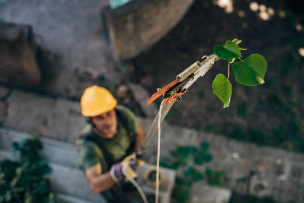 Trusted Marvin, NC Tree Service Experts